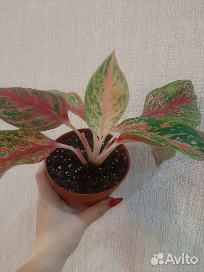 Аглаонемы в ассортименте