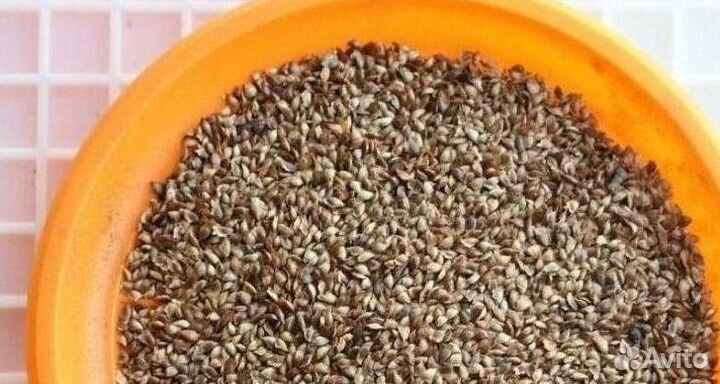 Семена / Лиственница сибирская