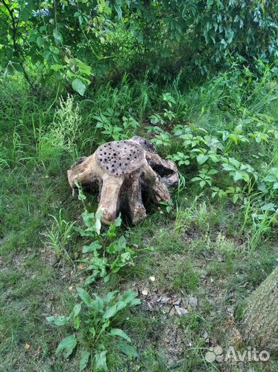 Пень коряга корень
