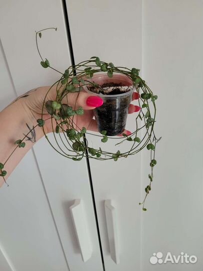 Монстера фридрихшталя, алоказия