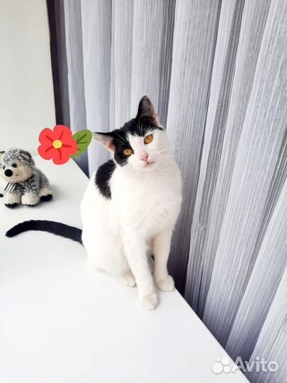 Наиумнейшая кошечка ищет дом