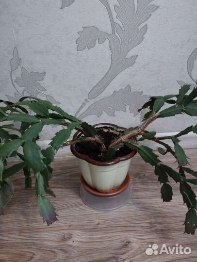 Декабрист шлюмбергера