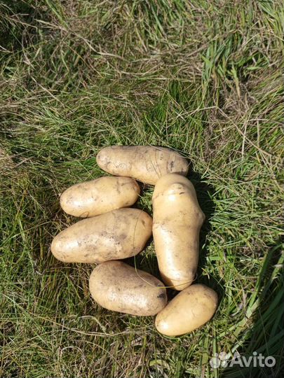 Продам картофель деревенский