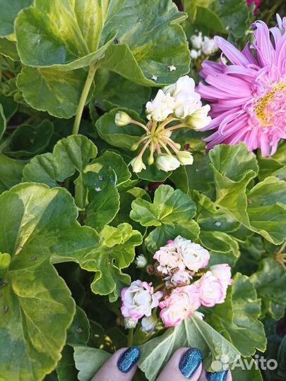 Пеларгония герань