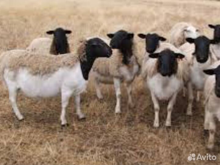 Дорпер, овцы Черноголовые и белые,ягнята