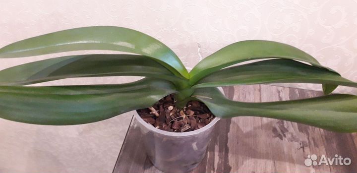 Орхидея фаленопсис