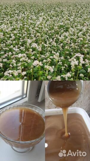 Мед/Мёд Гречишный 2023