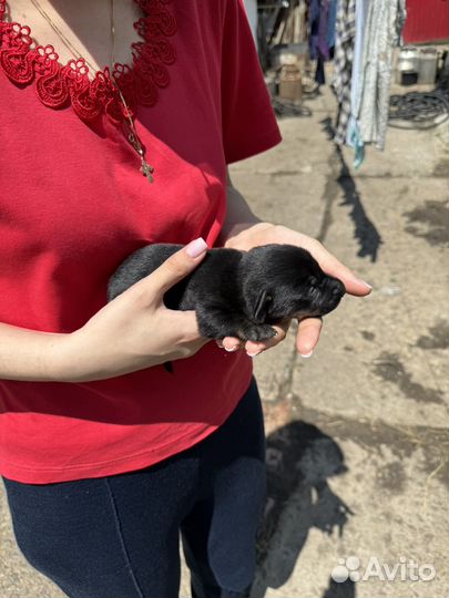 Щенки в добрые руки