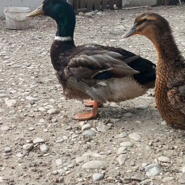 Руанская утка