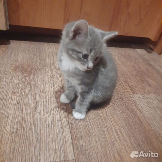 Котята отдам бесплатно