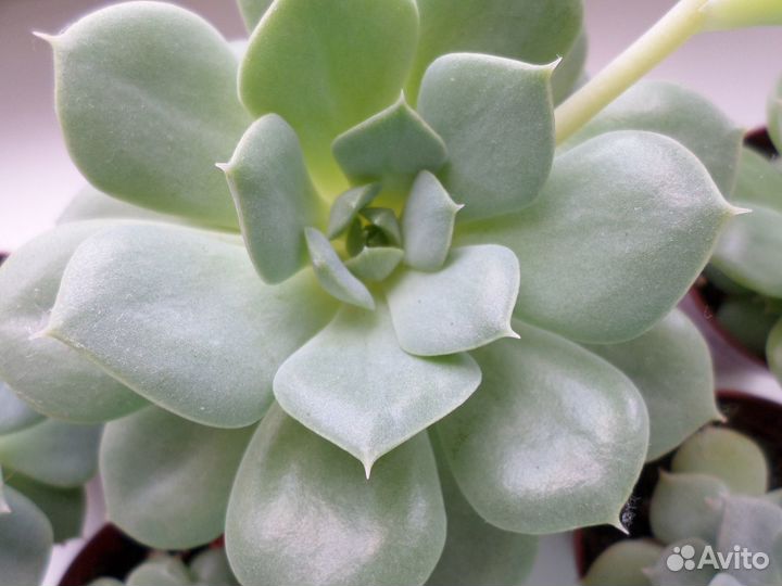 Суккуленты,эчиверии