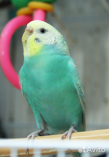 Попугаи в каждый дом Подари себе радость