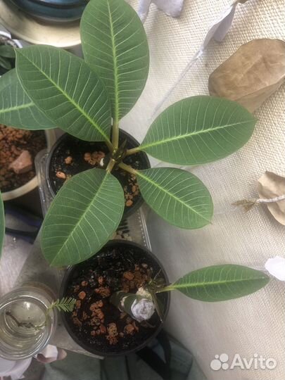 Плюмерия (франжипани)