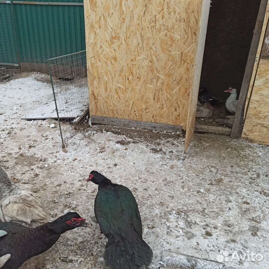 Мускусные утки