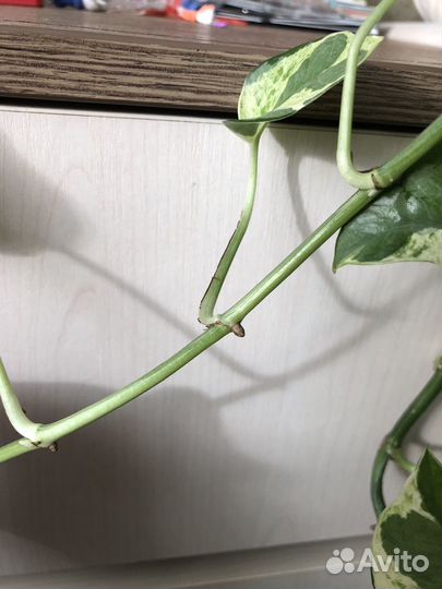 Сцинтапсус