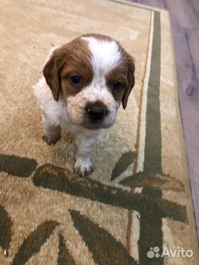 Бретонский эпаньоль