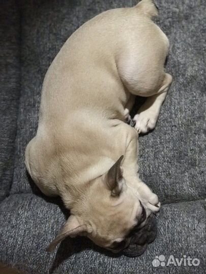 Французский бульдог