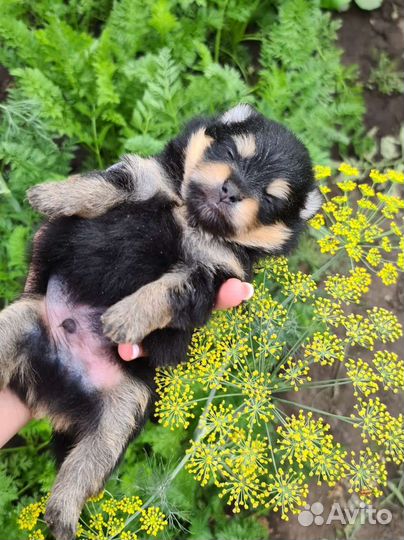 Померанский шпиц чёрно-подпалый