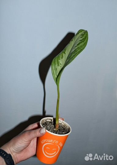 Аглаонема сильвер бей