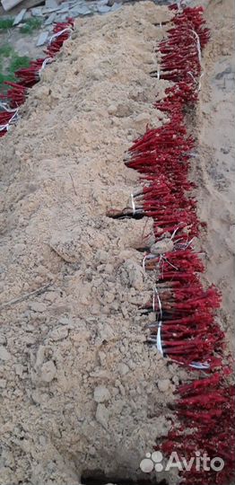 Саженцы винограда