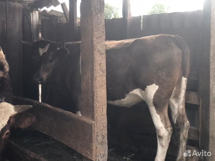 Стельная телка