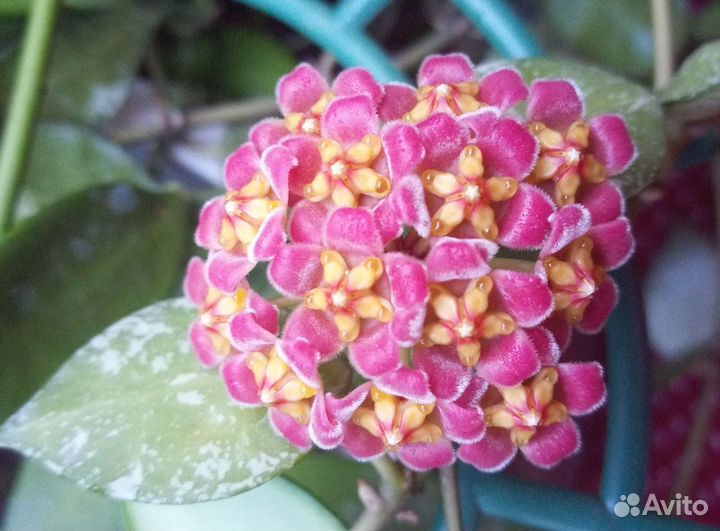 Хойи из личной коллекции