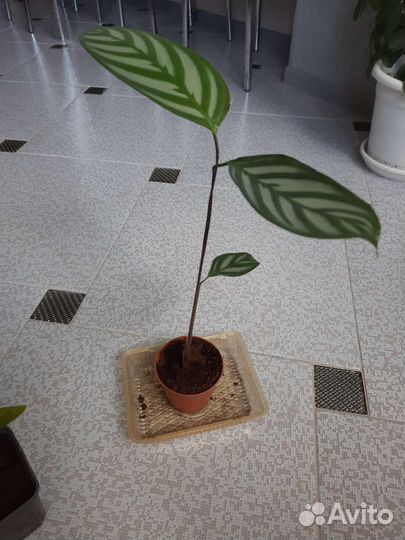 Ктенанта оппенгейма (отросток)