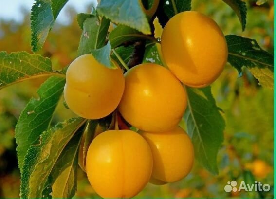 Алыча Кубанская комета, Царская Н1,5м