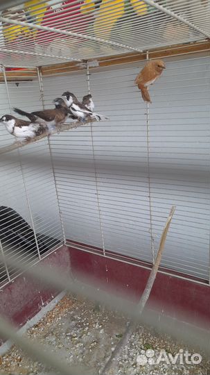 Японские амадины