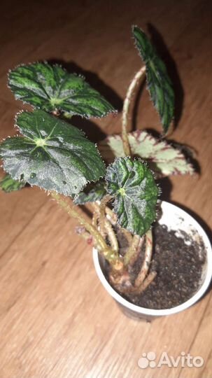 Бегония тигровая