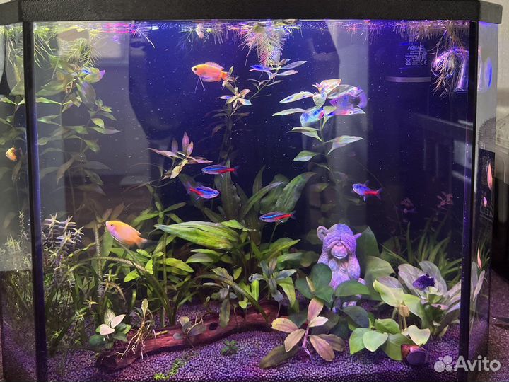 Обслуживание аквариумов