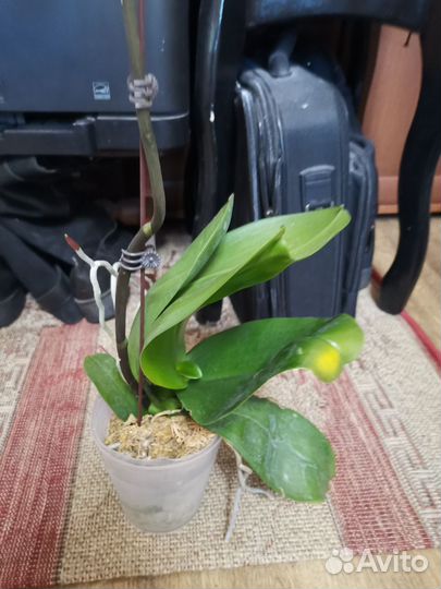 Орхидеи Фаленопсис