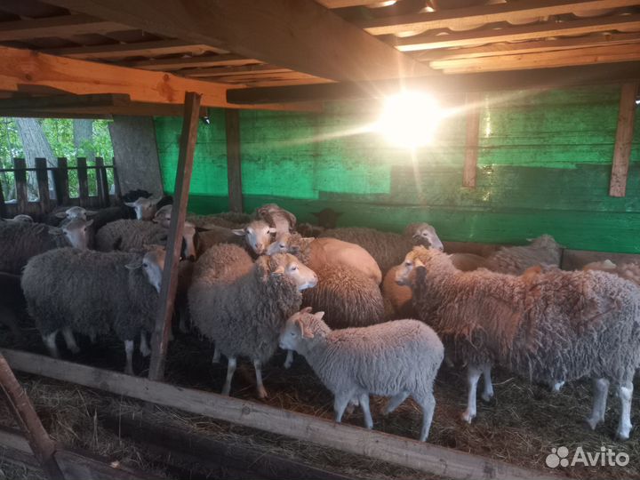 Овцы и бараны