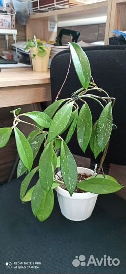 Маранта, Хойя, калатея