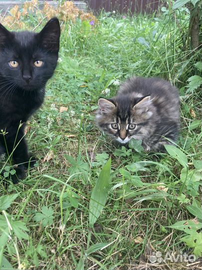 Котята отдам в добрые руки
