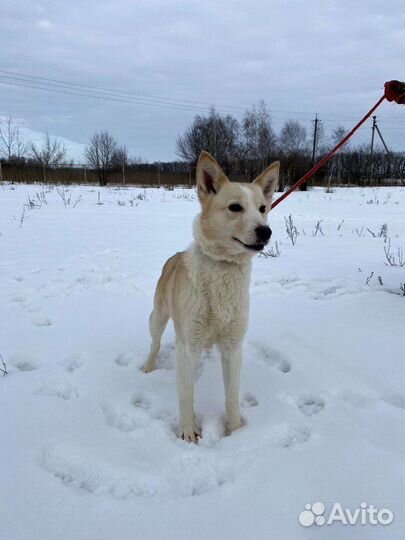 Лисёна и Акита ищут дом