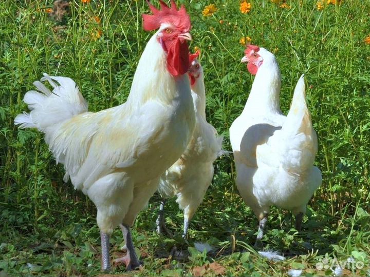 Куры несушки