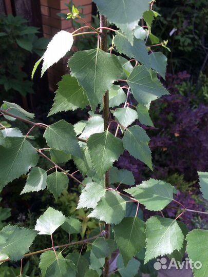 Береза саженцы