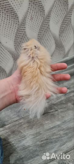 Сирийский хомяк