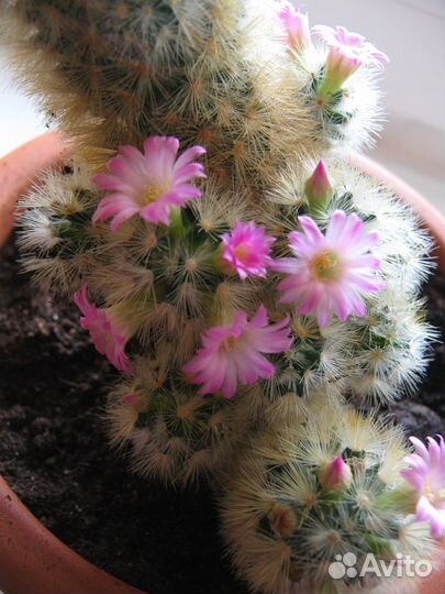 Цветущие кактусы мамиллярия розовый и желтый