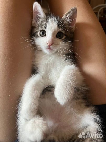 Котята в дар в ответственные руки