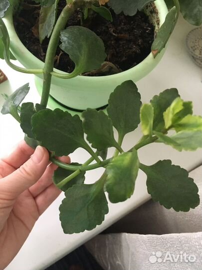 Каланхоэ комнатные цветы