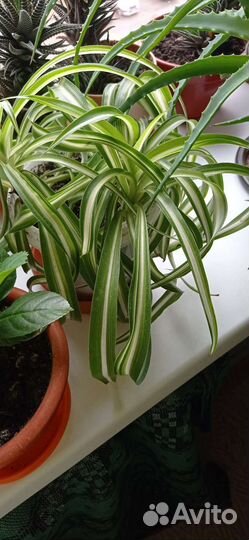 Хлорофитум