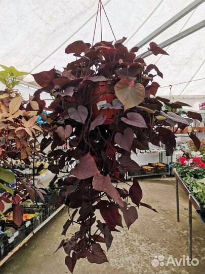 Цикламены/ипомея/петунич