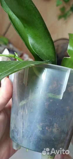 Орхидея фаленопсис