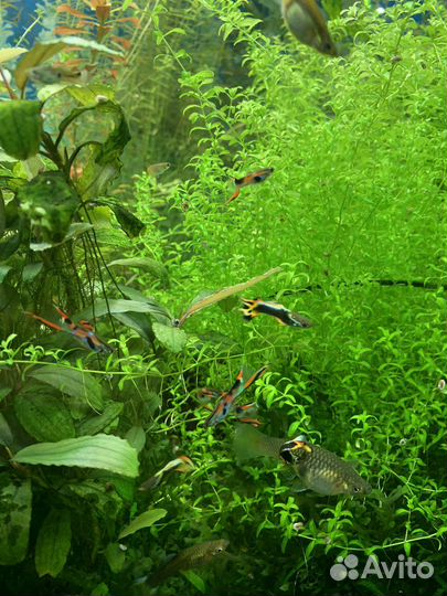 Аквариумные рыбки гуппи