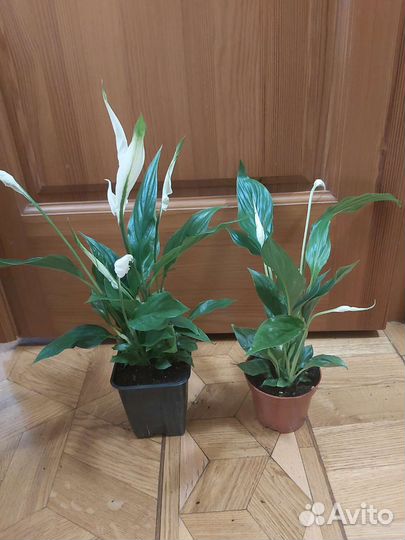 Спатифиллум и традесканции