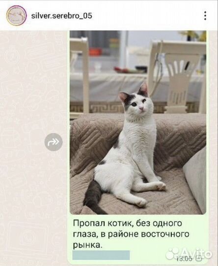 Потерялась кошка