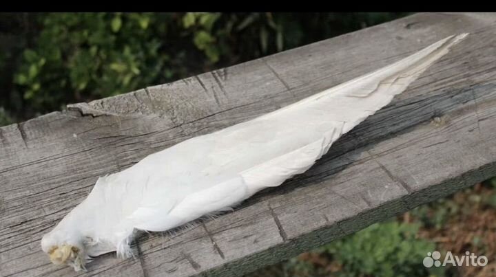 Перо гусиное
