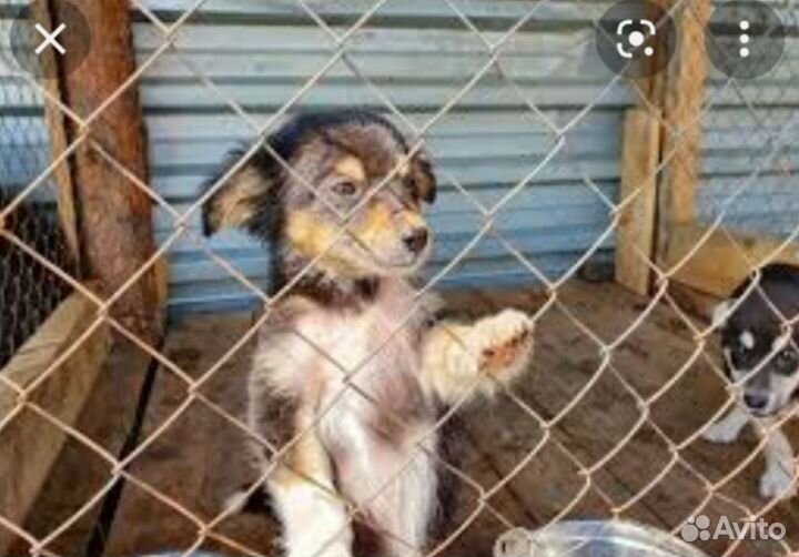 Передержка для собак и кошек. Есть места